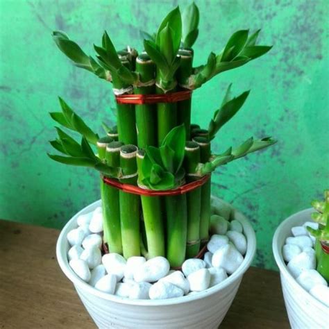 Jual Souvenir Tanaman Bambu Hoki Lucky Bamboo Kab Bogor Rizki