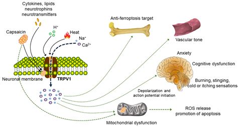 Molecules Free Full Text Impact Of Trpv On Pathogenesis And