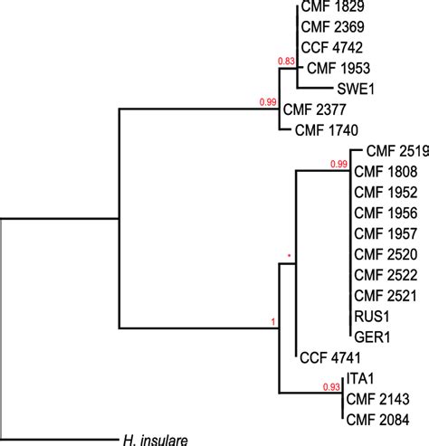 The Phylogram Inferred From Maximum Likelihood Analysis Of Aligned