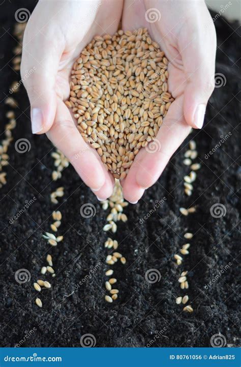 Planting Wheat Seeds in Soil Stock Photo - Image of earth, alimentation ...