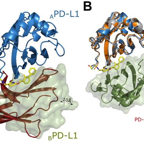 BMS 202 Binds Inside A Cylindrical Cleft At PD L1 Dimer Interface