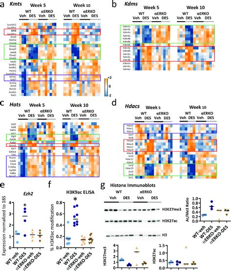 Expression Of Histone Modifying Enzymes And Activity Is Altered In Svs