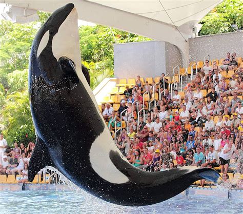 grampus  pictures  background images