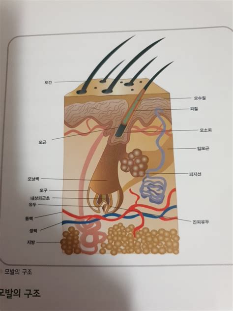 모발의 구조 네이버 블로그