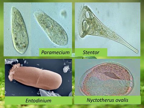 Taxonomy of protozoa