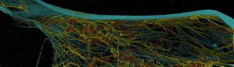 D Multiplexed Super Resolution Imaging With Dna Paint And The Vutara