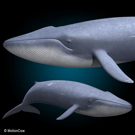 Blue Whale 3D Model $149 - .fbx .lwo .max .ma .obj .xsi .c4d .blend ...