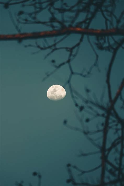 Silhouette Of Trees Under The Moon · Free Stock Photo