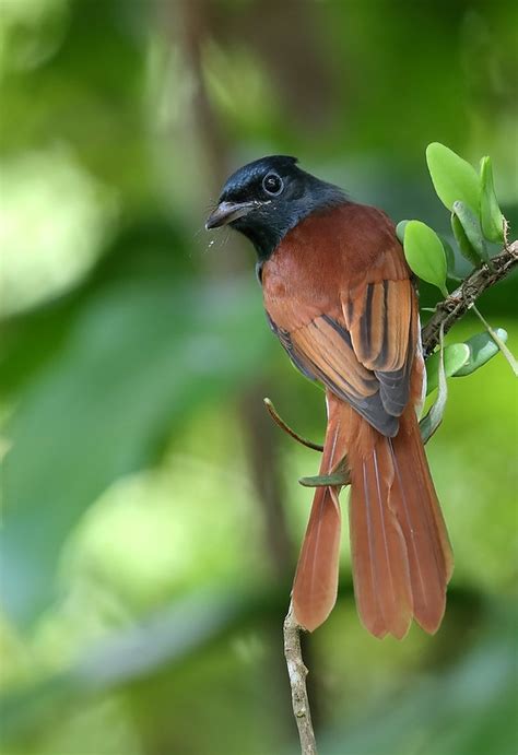 Blyth S Paradise Flycatcher Terpsiphone Affinis Photo Call And Song