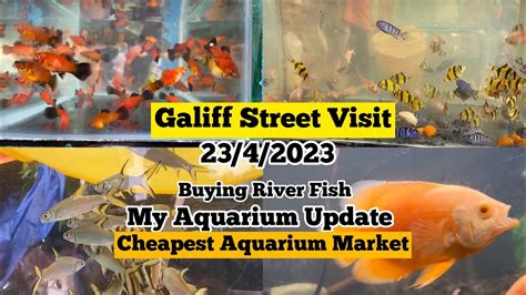 Recent Fish Price At Galiff Street Aquarium Fish Recent Week Price At