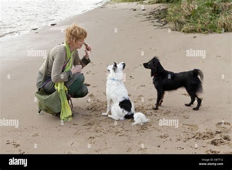 woman training her two medium-sized dogs Stock Photo - Alamy