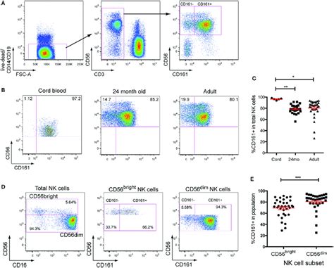 CD161 Expression Defines Two Distinct Subsets Of Natural Killer NK