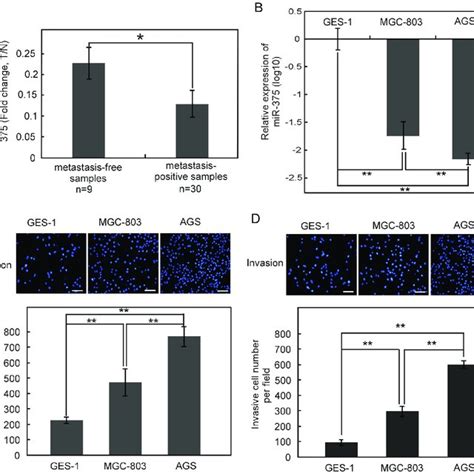 Mir 375 Is Downregulated In Samples From Metastasis Positive Patients