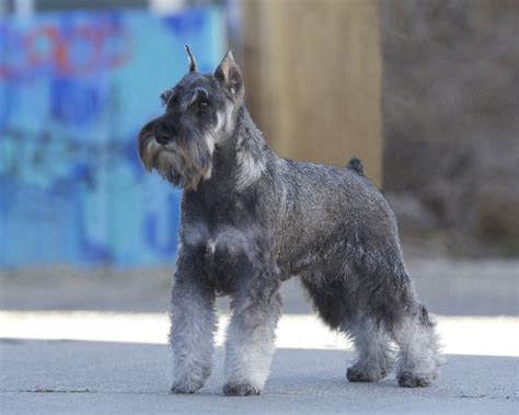 Gallery Of Colors The American Miniature Schnauzer Club