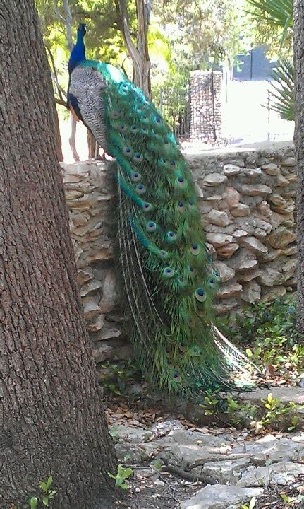 Peacocks Mayfield Park Austin Tx Mayfield Park Peacock Austin