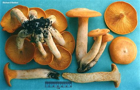 Omphalotus illudens - Alchetron, The Free Social Encyclopedia