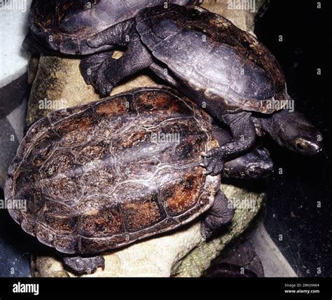 Chinese Pond Turtle Mauremys Chinemys Reevesi Stock Photo Alamy