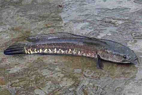 11 Manfaat Ikan Gabus Untuk Kesehatan Tubuh