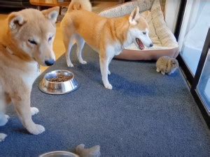 Shiba Inu Caract Re Ducation Sant Entretien Prix