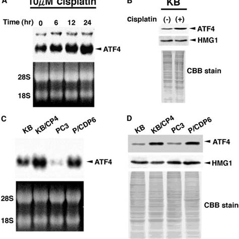 Expression Of Activating Transcription Factor 4 Atf4 In Cancer Cell