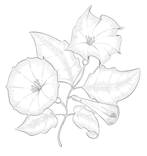 Premium Vector Datura Outline Vector Botanical Illustration