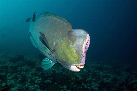 Bumphead Parrotfish Photograph By Georgette Douwma Pixels