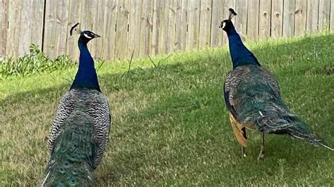 Loose Peacocks Take To Streets Of Lexington County The State