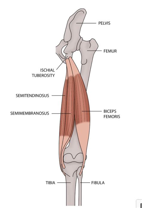 Semitendinosus And Semimembranosus Muscles