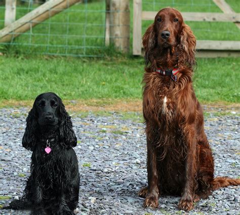 Here Are Puppy The Adorable Black Cocker Spaniel And Shona The Irish