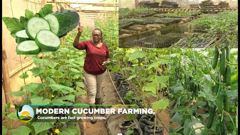 Growing Millions Of Cucumbers In Greenhouse Modern Cucumber Farming