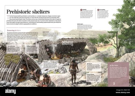 Infografía sobre el tipo de vida y los hábitos del homo erectus durante