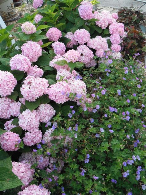 Endless Summer Hydrangeas And Rozanne Geraniums Endless Summer