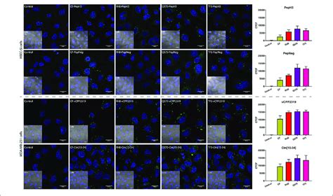 Representative Confocal Microscopy Images Of Peptide Internalization