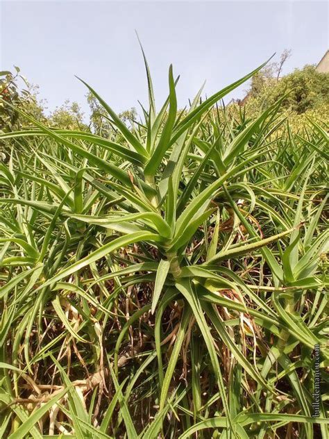 Lauris Le Jardin Des Plantes Tinctoriales 2 Balade Dans Le Vaucluse