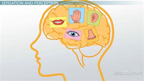 Sensation & Perception | Definition, Differences & Examples - Video ...