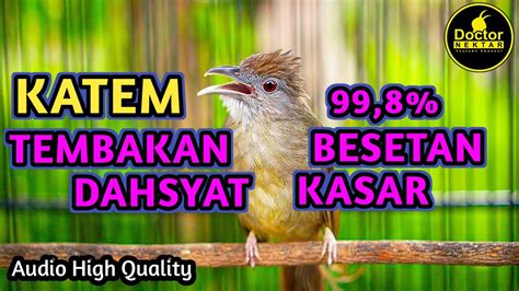 Masteran Burung Juara Lomba Cucak Cungkok Gacor Buat Isian Materi