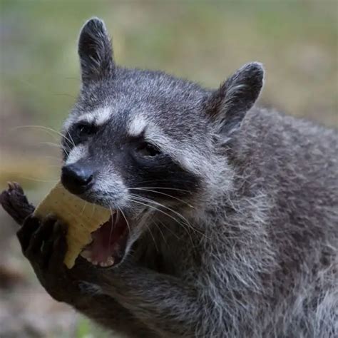 Crab Eating Raccoon Facts Diet Habitat And Pictures On Animaliabio