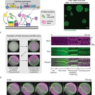 reconstitution  ftsz ftsa mesh  min wave regulated ftsz ring