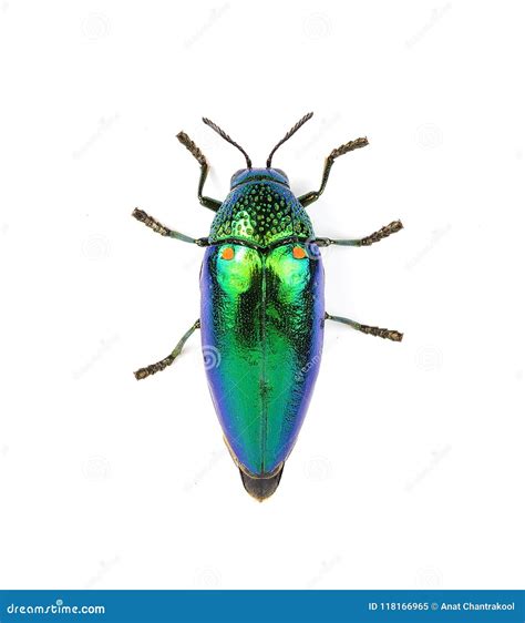 Metallic Wood-boring Beetle Isolated On White Background. Stock Image ...