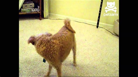Dog Chases His Tail In Circles Youtube
