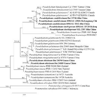 Basidiomata And Microscopic Structures Of Pseudohydnum Abietinum