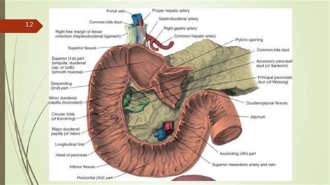 Stomach And Duodenum Anatomy And Physiology