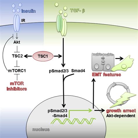 Tsc1 Activates Tgf β Smad23 Signaling In Growth Arrest And Epithelial