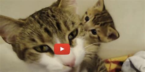 Baby Kitten Meowing Momma Comes To Her Rescue Love Meow