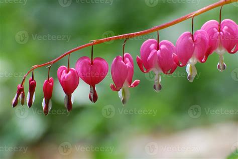 Pretty Pink Lyre Flower Blossoms 9093512 Stock Photo At Vecteezy