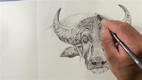 Realistic Buffalo Drawing