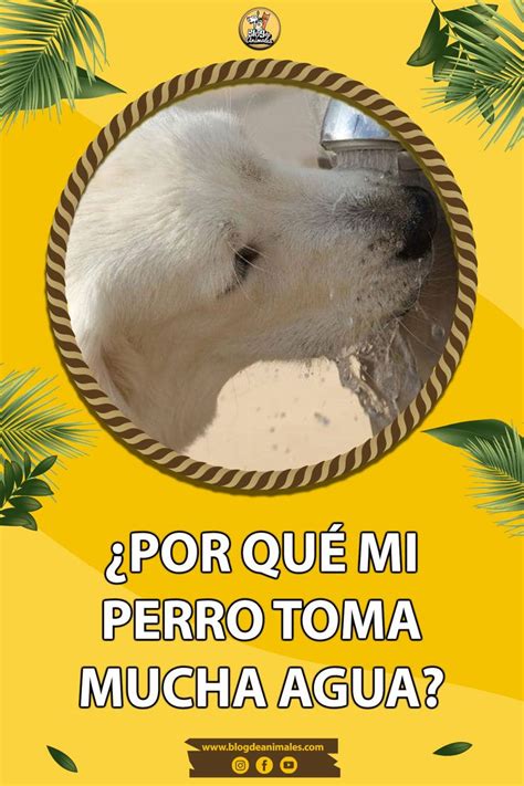 Por Qu Mi Perro Toma Mucha Agua Y Orina Mucho Est Enfermo