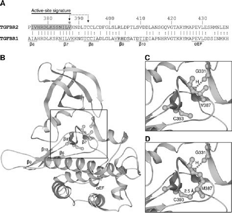 Structural Analysis Of The Tgfbr P V M Mutation A Partial