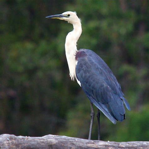 Pelican Herons Ibis Spoonbills Canberra Birds