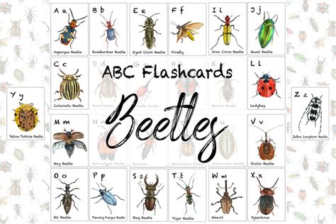 Beetles Abc Flashcards Etsy